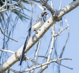 A Black-throated Magpie-Jay (Calocitta colliei) Sits High in a Tree in Mexico