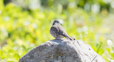 Inca Dove (Columbina inca) Perched on a Rock in Mexico