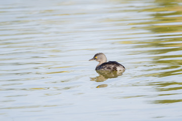 Least Grebe (Tachybaptus dominicus) Swimming in a Small Freshwater Lake in Mexico