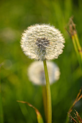 Pusteblume, Taraxacum officinale, Löwenzahn, Grün, gras, sonne, Natur, Pusten, Wind, Samen