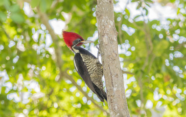 Lineated Woodpecker (Dryocopus lineatus) with Bright Red Head Crest Working on a Tree in Mexico