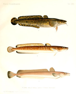 Illustration of a fish
