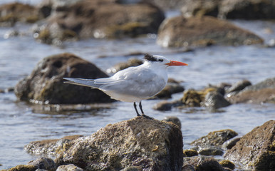 Royal Tern (Thalasseus maximus) Resting on Rocks on the Shore of the Ocean in Mexico