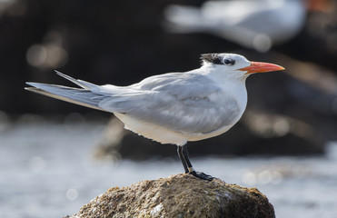 Royal Tern (Thalasseus maximus) Resting on Rocks on the Shore of the Ocean in Mexico
