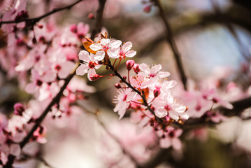 Mandelbaum mit pinken Blüten