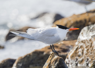 Royal Tern (Thalasseus maximus) Resting on Rocks on the Shore of the Ocean in Mexico