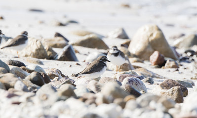 Semipalmated Plover (Charadrius semipalmatus) on a White Sand Rocky Beach in Mexico