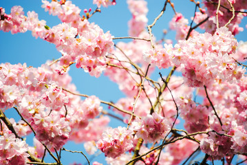 Japanische Kirschblüte vor blauem Himmel