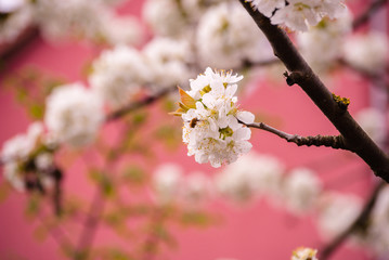 Ast von Apfelbaum mit blühenden weißen Blüten