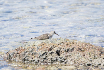 Spotted Sandpiper (Actitis macularius) Foraging in the Rocks on a Beach in Mexico