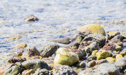 Spotted Sandpiper (Actitis macularius) Foraging in the Rocks on a Beach in Mexico