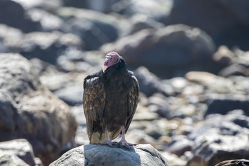 Turkey Vulture (Cathartes aura) Resting on Rocks on a Beach in Mexico