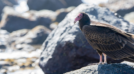 Turkey Vulture (Cathartes aura) Resting on Rocks on a Beach in Mexico