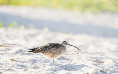 Whimbrel (Numenius phaeopus) Resting on a White Sand Rocky Beach in Mexico