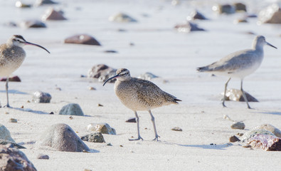 Whimbrel (Numenius phaeopus) Resting on a White Sand Rocky Beach in Mexico