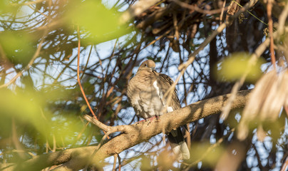 White-winged Dove (Zenaida asiatica) Perched in a Tree in Mexico