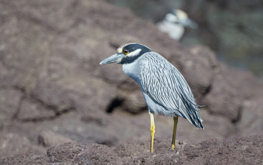 Adult Yellow-crowned Night-Heron (Nyctanassa violacea) Perched on Rocks Near the Ocean in Mexico