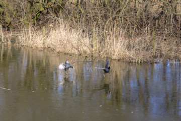 Fighting birds on frozen pond