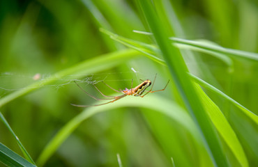 Tibellus oblongus, Laufspinne, mit Kleinlibelle Zygoptera