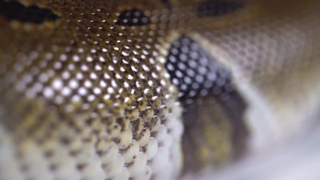 Royal Python. Natural color is normal. Snake. Wild nature. Background. Studio.
