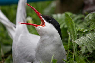 Arctic tern (Sterna paradisae), Farne Islands, Scotland