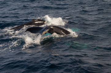 Fototapeta premium Flukes of Whales Above Water While Diving