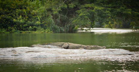 Naklejka na ściany i meble Mugger Crocodile resting on rock with water and green trees backdrop