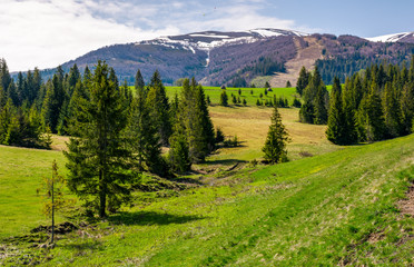 spruce forest on rolling hills in springtime. beautiful landscape with snowy tops of mountain ridge...