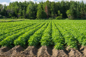 Fototapeta na wymiar Field of Green Potatoes Plants Growing in Rows