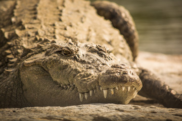 Fototapeta premium Mugger Crocodile resting on rock closeup of teeths