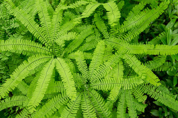 Maidenhair Ferns Growing on Forest Floor
