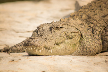 Mugger Crocodile resting on rock closeup 