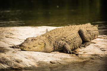 Mugger Crocodile resting on rock