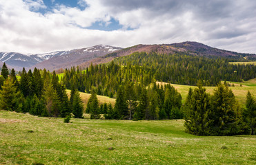 spruce forest on rolling hills in springtime. gorgeous landscape of Pylypets valley in Carpathian mountains, Borzhava mountain ridge with snowy tops in the distance