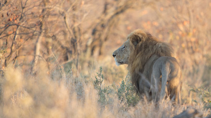 Obraz na płótnie Canvas Male Lion patrolling its territory (Panthera leo), Kruger Park, South Africa