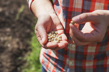 Agrarian with seeds of legumes in their hands, quality control of seeds