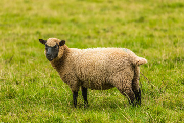 Welsh sheep in the field.