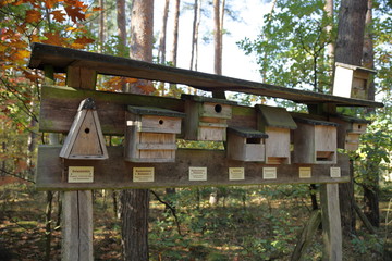 Nisthöhlen in der Dübener Heide, Nordsachsen