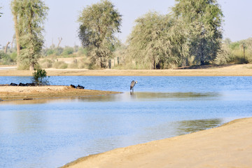 Desert lake