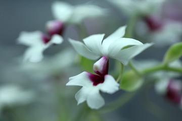 Weiß blühende Pflanze