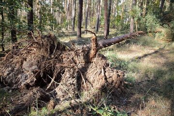 Sturmschaden in der Dübener Heide, Nordsachsen