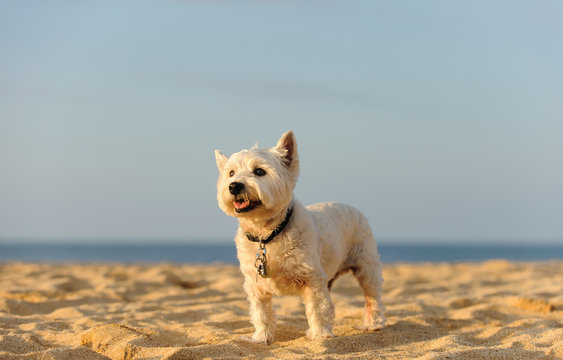 West Highland White Terrier dog outdoor portrait standing on sand beach