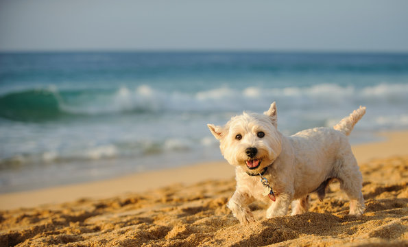 West Highland White Terrier dog outdoor portrait walking on ocean beach