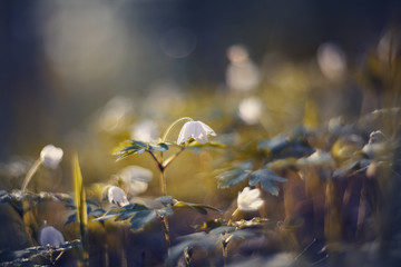 BacBackground with spring primroses - flowers of an anemony © Azaliya (Elya Vatel)