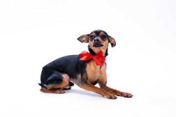 Sleek-haired toy-terrier with red bow. Studio shot of adorable black pedigree dog isolated on white background. Perfect domestic animal.
