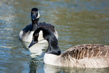 Natur, Tiere, Vögel, Gänse, Reiher, Rehe