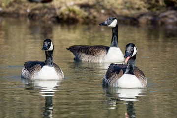 Natur, Tiere, Vögel, Gänse, Reiher, Rehe