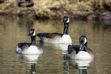 Natur, Tiere, Vögel, Gänse, Reiher, Rehe