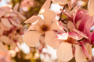 Crédence de cuisine en verre imprimé Magnolia Pink Chinese magnolia flower tree