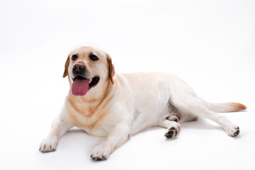Studio shot of young beautiful labrador. Cute labrador dog lying isolated on white background.